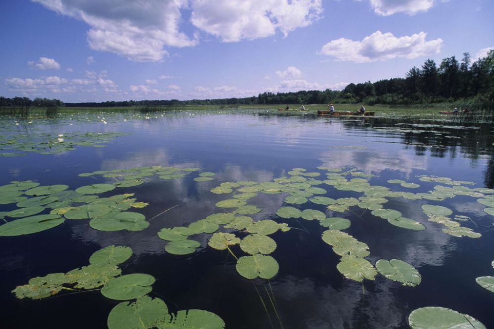 Cass Lake lilies